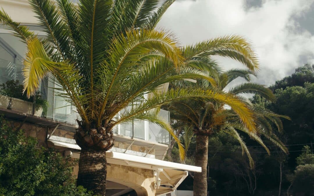 Les soirées d’été à Ibiza : plages privées et événements exclusifs  